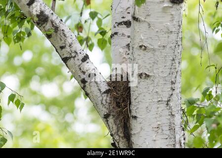 Song Thrush schmiegt sich im Nest auf einen Baum zwischen den Ästen. Stockfoto