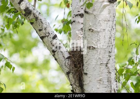 Song Thrush schmiegt sich im Nest auf einen Baum zwischen den Ästen. Stockfoto