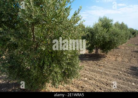 Italien, Apulien, im Süden des Landes. Traditionelle Pflanzung von Olivenbäumen. Stockfoto