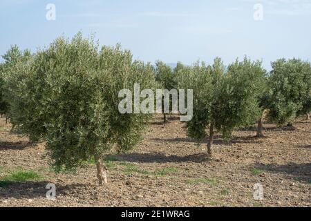 Italien, Apulien, im Süden des Landes. Traditionelle Pflanzung von Olivenbäumen. Stockfoto