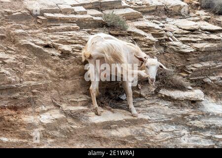 Ziege steht auf den Felsen. IOS-Insel. Griechenland. Europa. Stockfoto