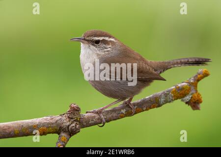 Bewick's Wren (Thryomanes bewickii), Sacramento County California USA Stockfoto