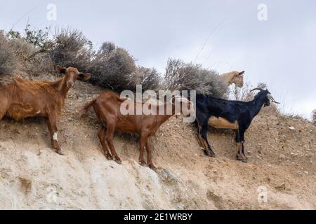 Eine Gruppe Ziegen steht auf den Felsen. IOS-Insel. Griechenland. Europa. Stockfoto