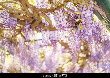 Glyzinie mit violetten Blütenbüschen an den Zweigen. Stockfoto