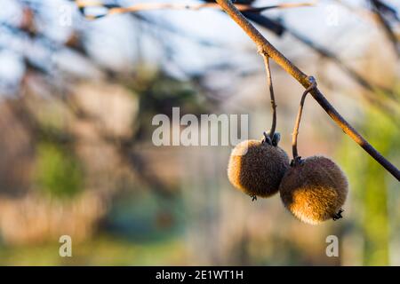 Kiwi auf dem Baum, Kiwi-Baum und Obst, Morgensonne Stockfoto