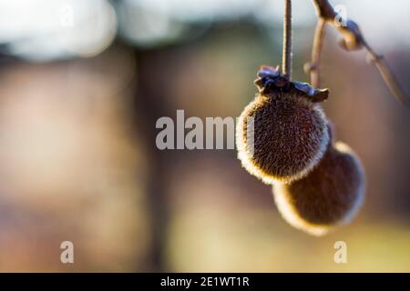Kiwi auf dem Baum, Kiwi-Baum und Obst, Morgensonne Stockfoto
