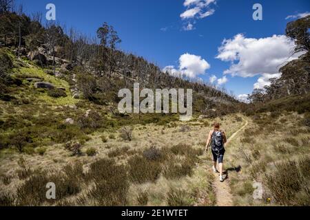 Nicht identifizierbarer Wanderer, der im Victorian High Country in der Nähe von Dinner Plain, Australien, unterwegs ist Stockfoto