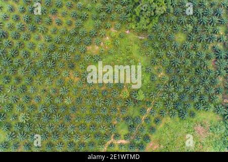 Reihe von Palmen Plantage Garten auf hohen Berg in phang nga thailand Luftaufnahme Drohne High angle view Top Aussicht, Sommerurlaub Reise und Kraft Stockfoto