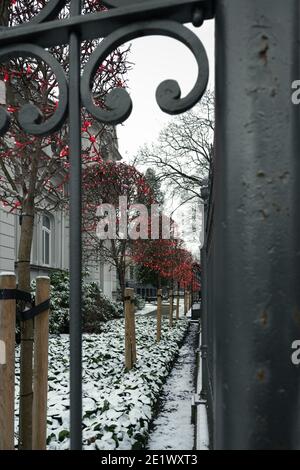 Glühende Weihnachtslichter auf einem wachsenden Baum in einem Hof. Stockfoto