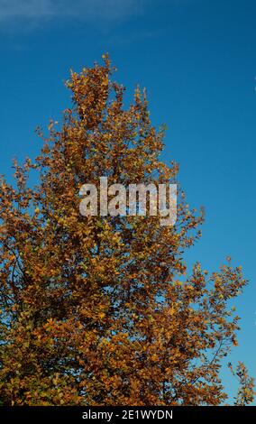 Eiche (Quercus robur) in Herbstfarben auf blauem Himmel Stockfoto