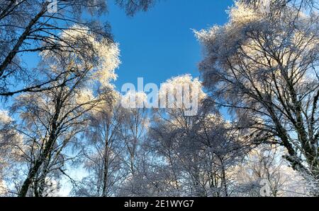 KALTER WINTERMORGEN WEISSER FROST UND SCHNEE AUF DER BIRKE BÄUME UND ÄSTE UND EIN BLAUER HIMMEL Stockfoto