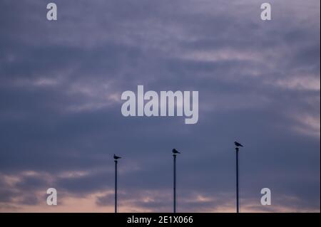 Vögel stehen auf der Spitze der Stange bei Sonnenuntergang. Schwarzkopfmöwe. Chroicocephalus ridibundus. Möwen in Silhouette. Lausanne, Schweiz. Ruhiges sc Stockfoto