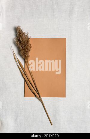 Kamelfarbenes leeres Papierblatt und eine natürliche getrocknete Schilfblume auf weißem Leinen. Flach legen Hintergrund mit getrockneten Blume und Kopierer Raum. Bio-Design Stockfoto