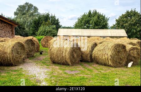 Heulager mit geernteten Heuballen für Rinder. Landwirtschaftliche Scheune Baldachin mit runden Ballen Heu im Sommer Stockfoto