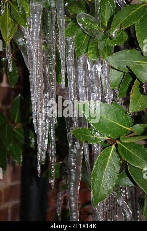 Eiszapfen hängen an einem hellen Wintertag von immergrünen Blättern Stockfoto