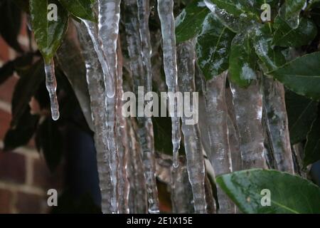 Eiszapfen Hintergrund mit eisigen Stöcken hängen von Laub im Winter Stockfoto