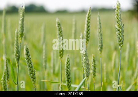 Der Anbau von grünen Weizenpflanzen auf einem Feld aus der Nähe Stockfoto