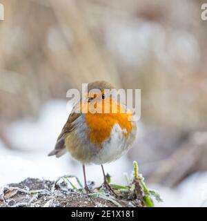 Kidderminster, Großbritannien. 10. Januar 2021. Britisches Wetter: Ein sehr harter Frost begrüßt heute einen frühen Morgen-Robin, der nach Nahrung sucht, nach einer weiteren bitterkalten Winternacht im Januar. Kredit: Lee Hudson/Alamy Live Nachrichten Stockfoto