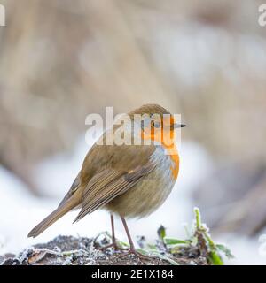 Kidderminster, Großbritannien. 10. Januar 2021. Britisches Wetter: Ein sehr harter Frost begrüßt heute einen frühen Morgen-Robin, der nach Nahrung sucht, nach einer weiteren bitterkalten Winternacht im Januar. Kredit: Lee Hudson/Alamy Live Nachrichten Stockfoto