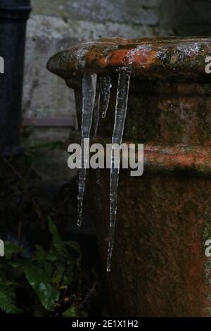 Kalte Winterszene mit Eiszapfen, die von einem moosigen Terrakotta-Topf hängen Stockfoto