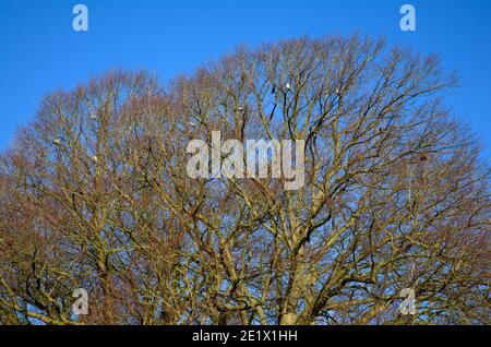 Ein Blick auf Buche Baumdächer im Winter mit ruhenden Tauben gegen einen blauen Himmel in Hellesdon, Norfolk, England, Großbritannien. Stockfoto