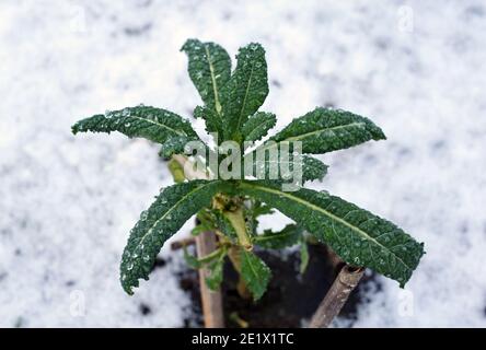 Kohl Kale Schwarze Tuscany Blätter, Nahaufnahme Stockfoto