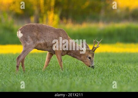 Rehbock mit Geweih grasen auf Heufeld im Frühjahr Natur bei Sonnenuntergang. Stockfoto