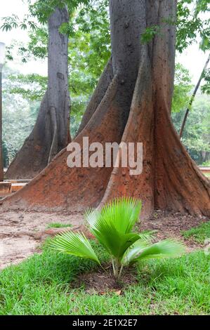 Pondicherry, Indien - Dezember 2020: Der Botanische Garten. Stützwurzeln eines dipterocarp Baumes. Stockfoto