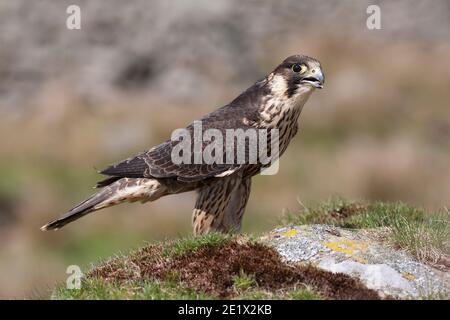 Peregrine (Falco peregrinus) unreif, kontrolliert, Cumbria, Großbritannien Stockfoto