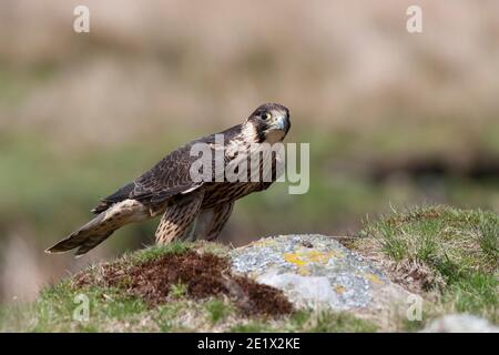 Peregrine (Falco peregrinus) unreif, kontrolliert, Cumbria, Großbritannien Stockfoto