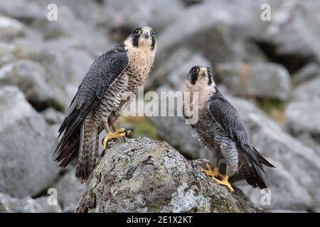 Peregrines (Falco peregrinus), kontrolliert, Cumbria, Großbritannien Stockfoto