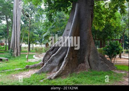 Pondicherry, Indien - Dezember 2020: Der Botanische Garten. Stützwurzeln eines dipterocarp Baumes. Stockfoto