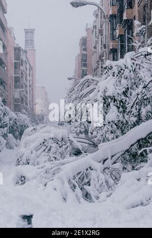 Gefallener Baum in Madrid mit schwerem Schnee und mit Schnee bedeckt durch historischen Schneesturm Filomena mit Autos und die Bäume. Gebäude im Hintergrund. Stockfoto