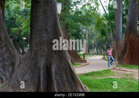 Pondicherry, Indien - Dezember 2020: Der Botanische Garten. Stützwurzeln eines dipterocarp Baumes. Stockfoto