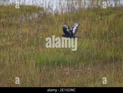 Leucistic Carrion Krähe, Corvus Corone, auf Salzmarsch, Morecambe Bay, Lancashire, Großbritannien Stockfoto