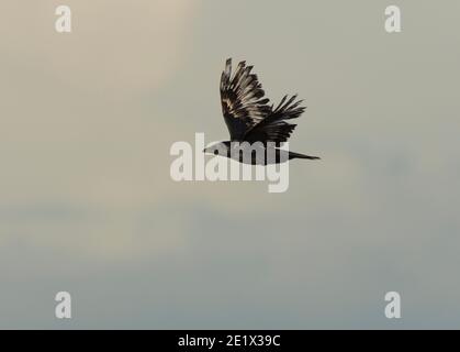 Leucistic Carrion Krähe, Corvus Corone, im Flug, Morecambe Bay, Lancashire, Großbritannien Stockfoto