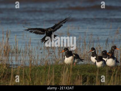 Leucistic Carrion Krähe, Corvus Corone, Landung auf Salzsumpf, Morecambe Bay, Lancashire, Großbritannien Stockfoto