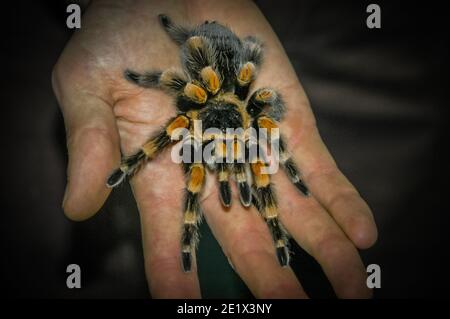 Taranteln umfassen eine Gruppe von oft behaarten und sehr großen Arachniden, die zur Familie der Spinnen der Theraphosidae gehören, von denen etwa 900 speci Stockfoto