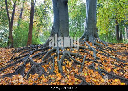 Baumwurzeln der Gemeinen Buche (Fagus sylvatica) mit Herbstblättern, Emsland, Niedersachsen, Deutschland Stockfoto