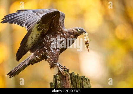 Europäischer Honigbussard (Pernis apivorus), auf einem Baumstamm mit Beute, gefangen, Nationalpark Bayerischer Wald, Bayern, Deutschland Stockfoto