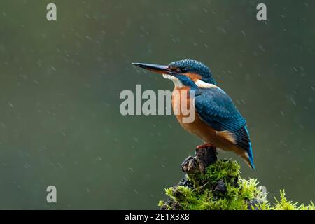 Eisvogel (Alcedo atthis) im Regen, Rheinland-Pfalz, Deutschland Stockfoto