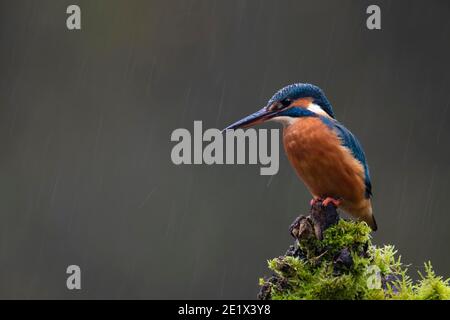 Eisvogel (Alcedo atthis) im Regen, Rheinland-Pfalz, Deutschland Stockfoto