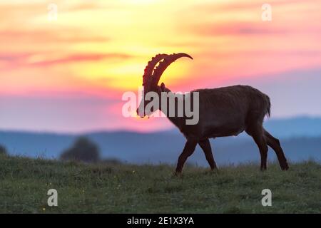 Alpine Ibex (Capra Steinbock), im Sonnenuntergang, Creux du Van, Neuchatel, Schweiz Stockfoto