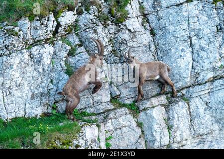 Alpine Steinböcke (Capra Steinbock), Kämpfe auf steiler Felswand, Creux du Van, Neuchatel, Schweiz Stockfoto