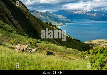 Schafe auf einer Wiese, Blick auf den Hawea-See und die Berge, Wanderweg zum Isthmus Peak, Wanaka, Otago, Südinsel, Neuseeland Stockfoto