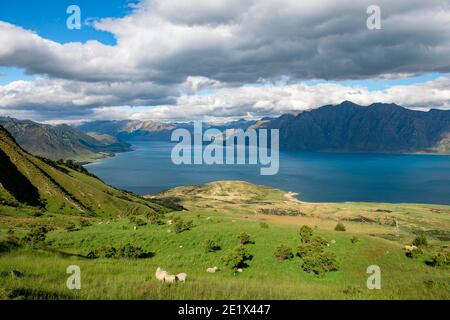 Schafe auf einer Wiese, Blick auf den Hawea-See und die Berge, Wanderweg zum Isthmus Peak, Wanaka, Otago, Südinsel, Neuseeland Stockfoto