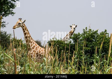 Westafrikanische Giraffen (Giraffa camelopardalis peralta) in hohem Gras, Koure Giraffe Reserve, Niger Stockfoto