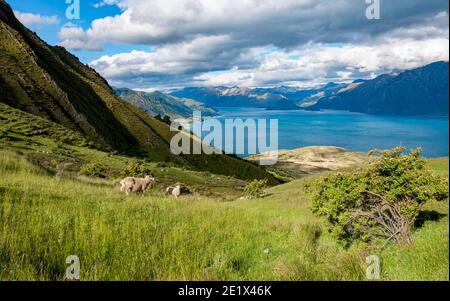 Schafe auf einer Wiese, Blick auf den Hawea-See und die Berge, Wanderweg zum Isthmus Peak, Wanaka, Otago, Südinsel, Neuseeland Stockfoto