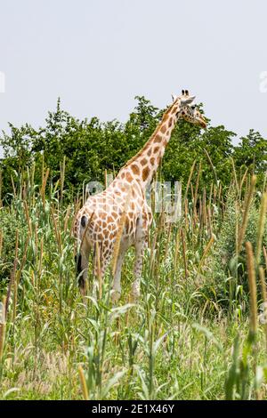 Westafrikanische Giraffe (Giraffa camelopardalis peralta) in hohem Gras, Koure Giraffe Reserve, Niger Stockfoto