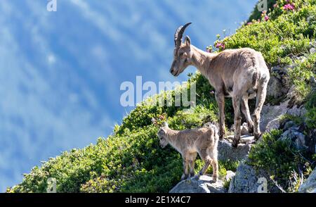 Alpine Steinböcke (Capra Steinbock), Mutter mit Jungen auf Felsen, Mont Blanc Massiv, Chamonix, Frankreich Stockfoto